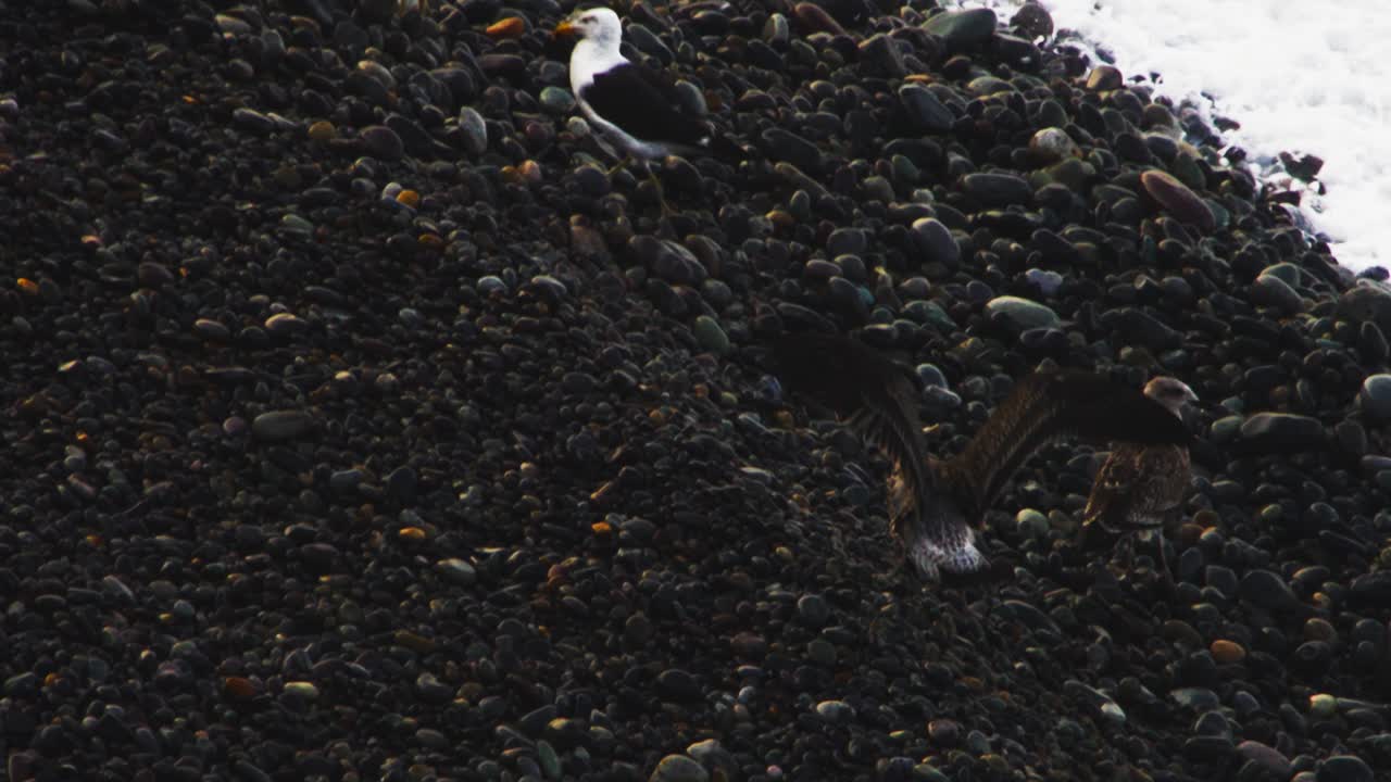 Rocky beach with birds flying and walking, peaceful natural scene by the shore