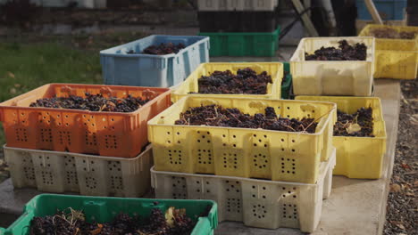 several boxes of red grapes - raw materials for wine production