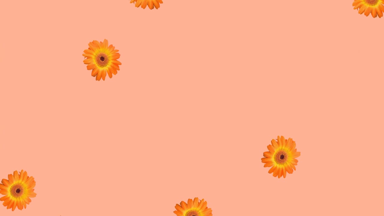 오렌지 바탕에 오렌지 꽃의 애니메이션