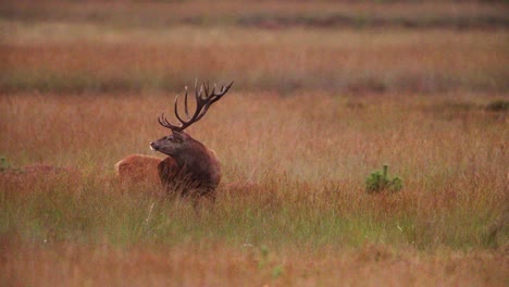 Rothirsch-Mit-Großem-Geweih-In-Der-Lichtung-Des-Hoge-Veluwe-Reservats,-Brunftzeit