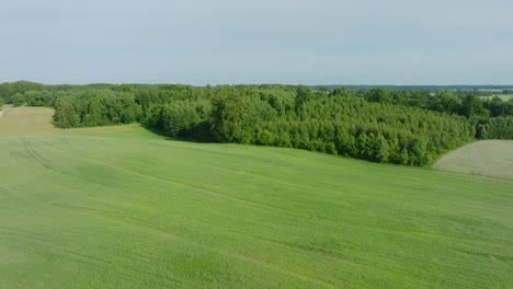 Aerial-establishing-view-of-ripening-grain-fields-at-sunset,-organic-farming,-countryside-landscape,-production-of-food,-nordic-woodland,-sunny-summer-afternoon,-wide-drone-shot-moving-forward