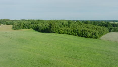 aerial establishing view of ripening grain fields at sunset, organic farming, countryside landscape, production of food, nordic woodland, sunny summer afternoon, wide drone shot moving forward