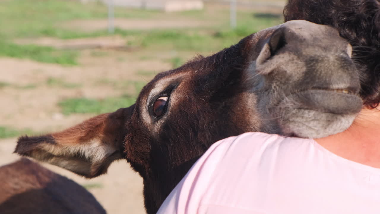 burro feliz enamorándose de una granjera, inclinando la cabeza sobre el hombro