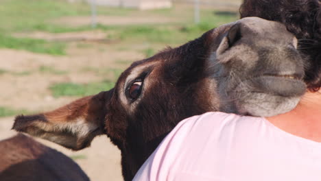 Happy-donkey-falling-in-love-with-farmer-girl,-leaning-head-on-the-shoulder