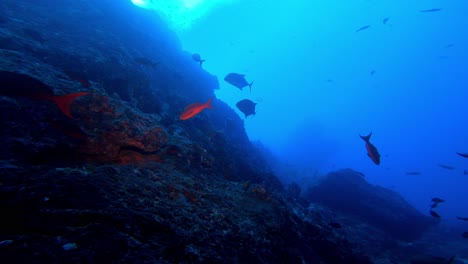 blefin trevally nadando por el arrecife azul en busca de comida