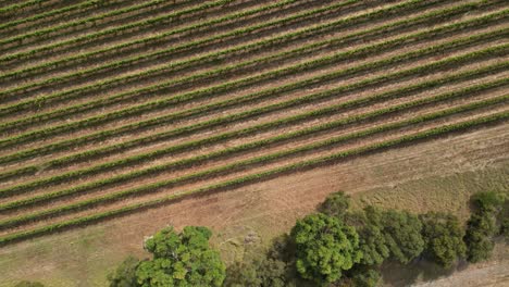 Aerial-top-down-shot-of-idyllic-vineyard-line-field-in-Australia-during-sunny-day