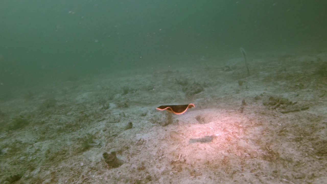 swimming flatworm with bright orange edges