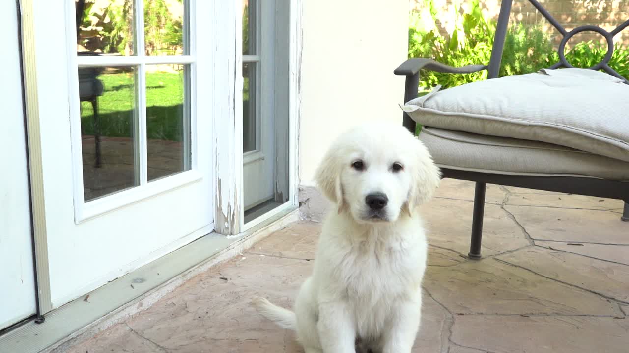 밖에서 뛰어다니는 귀여운 강아지들