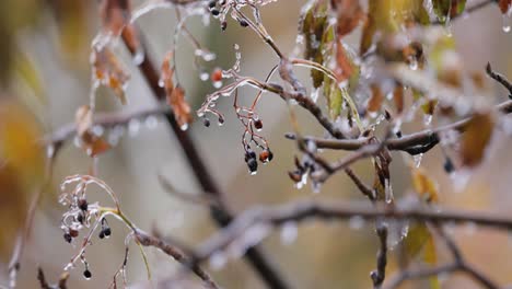 Leaves-and-branches-of-the-tree-froze-during-the-first-morning-frost-in-late-autumn.