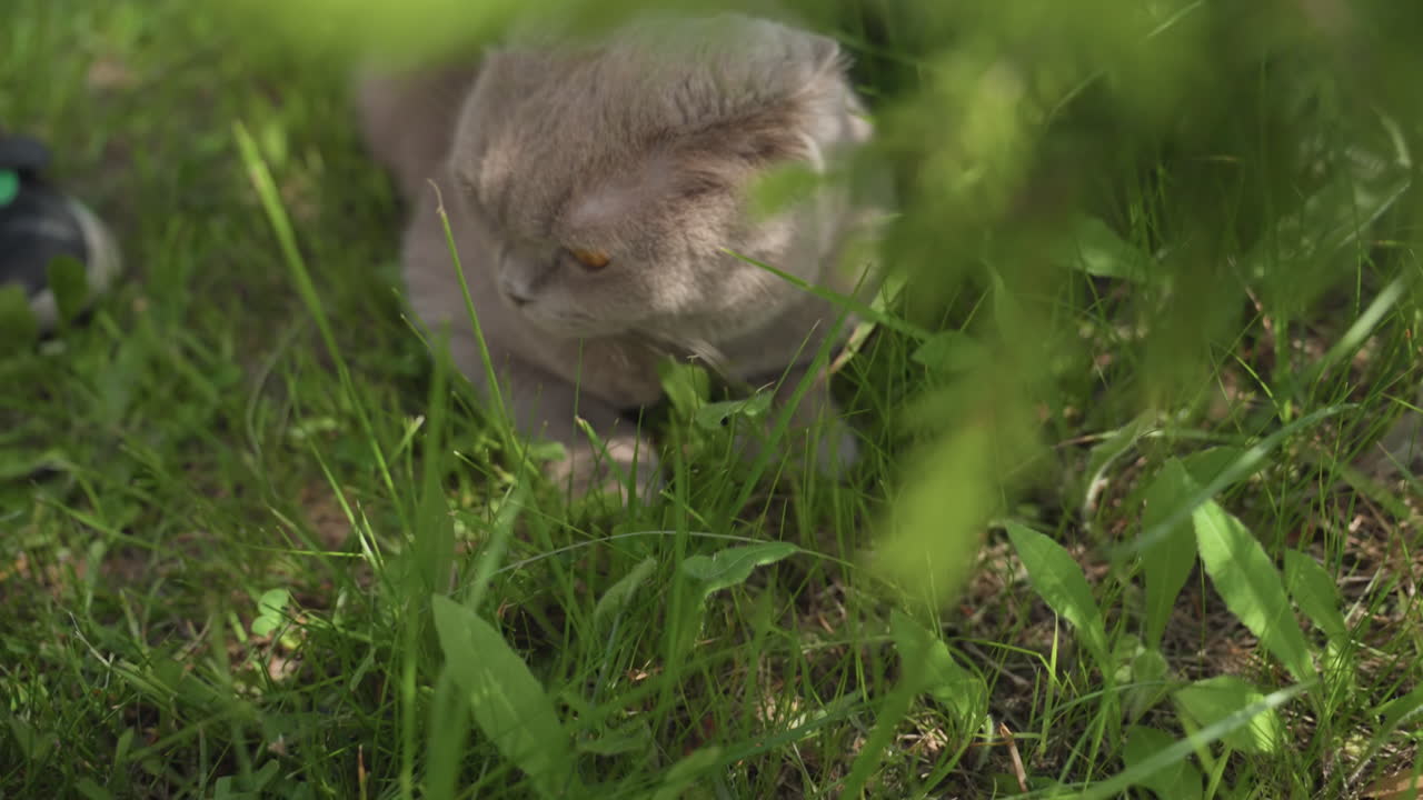 Young White Child Exploring Grassy Nook With Shy Cat, Gentle Hand Reaching To Pet, Tall Green Blades And Dappled Sunlight Create Peaceful Backyard Scene, Soft Fur And Curious Whiskers Visible