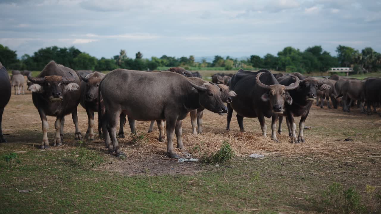 Water Buffalo Herd in a Field