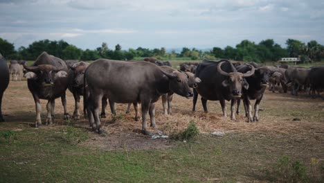 water buffalo herd in a field