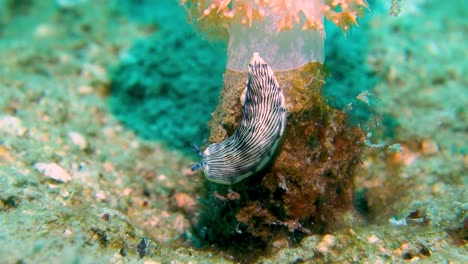 striped dermatobranchus dendronephthyphagus sea slug crawls down soft coral rock