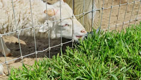 springtime lamb: adorable sheep, ram eating green grass on a sunny day