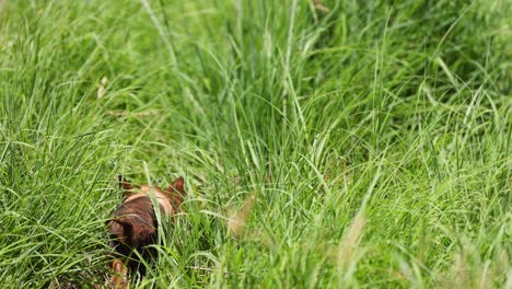 a pig moves through lush green grass.