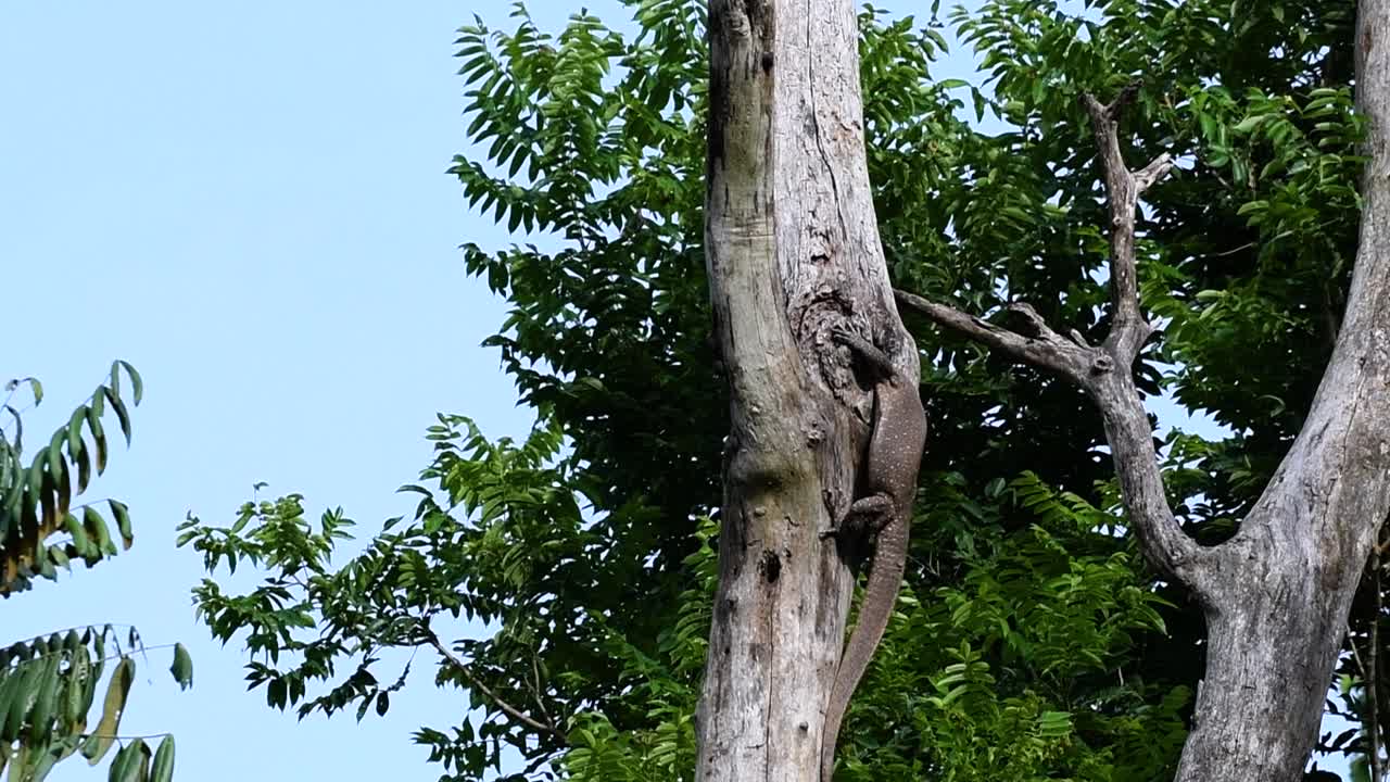 흐린 모니터 도마뱀은 태국과 아시아의 다른 국가에서 발견됩니다.