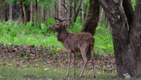 Der-Eldhirsch-Ist-Aufgrund-Von-Lebensraumverlust-Und-Jagd-Eine-Vom-Aussterben-Bedrohte-Art