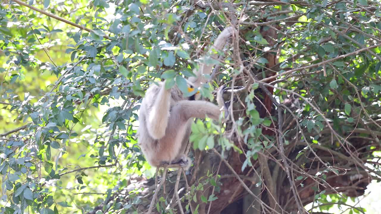 los gibones se balancean con gracia a través de los árboles verdes y exuberantes
