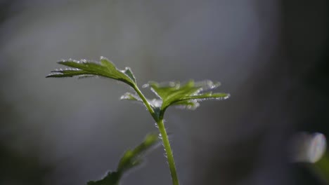 Makroaufnahme-Einer-Grasgrünen-Pflanze-Auf-Dem-Boden