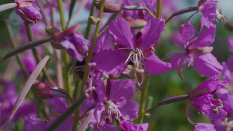 Slow-Motion-footage-of-Bee-pollinating-beautiful-purple-flowers-in-slow-motion-flying-from-flower-to-flower-in-macro