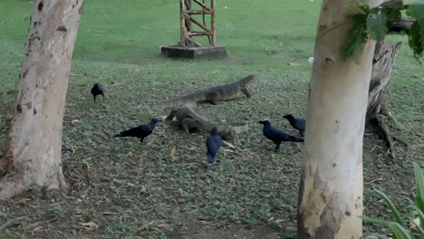 el dragón de komondo está comiendo en el parque