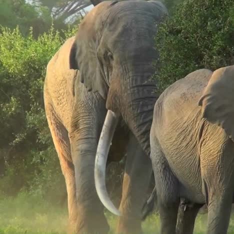 an elephant with massive tusks walks through the bush in africa