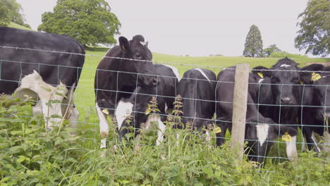 Un-Grupo-De-Jóvenes-Vacas-Frisonas-Británicas-Mirando-Por-Encima-De-Una-Valla-Con-El-Campo-Al-Fondo,-Tiro-Panorámico