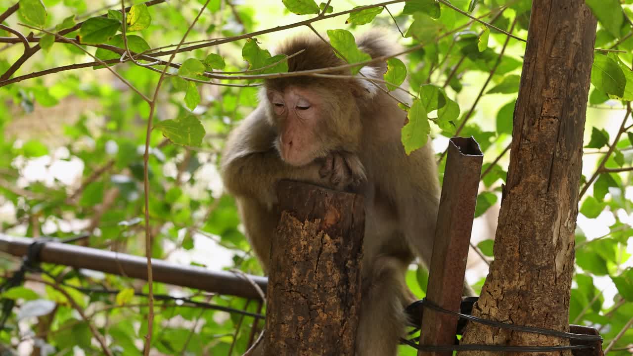 macaco posado en un árbol en la vegetación exuberante