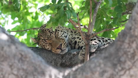 leopardo africano durmiendo en la rama del árbol