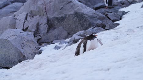 Mother-Feeding-Baby-Penguin-in-Antarctica,-Young-Hungry-Baby-Penguins-Chick-with-Mother-Regurgitating-Food-to-Feed-it,-Wildlife-and-Baby-Animals-on-the-Antarctic-Peninsula-in-the-Snow-at-a-Colony