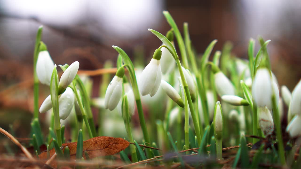 Inquadratura statica in primo piano di bucaneve in un giardino ventoso con fiori a forma di campana