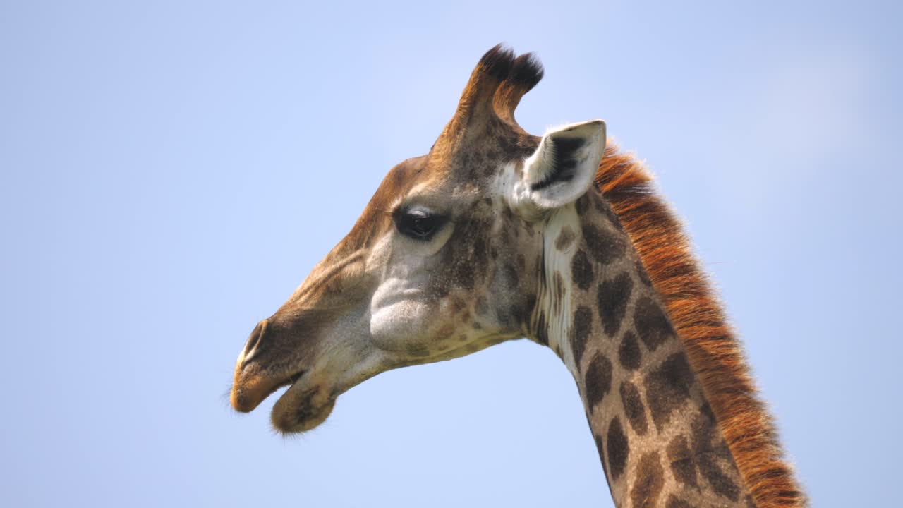 Primo piano di profilo di una giraffa che mastica.
