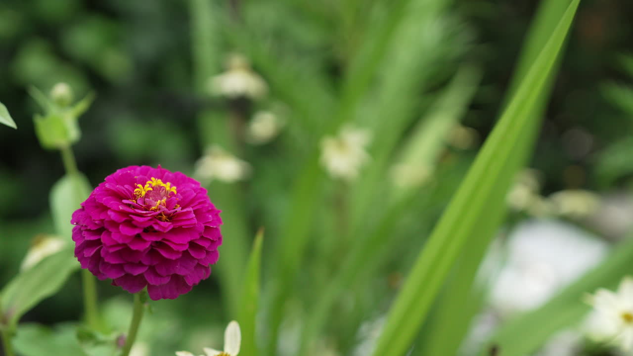flor de zinnia morada en el jardín [4k]