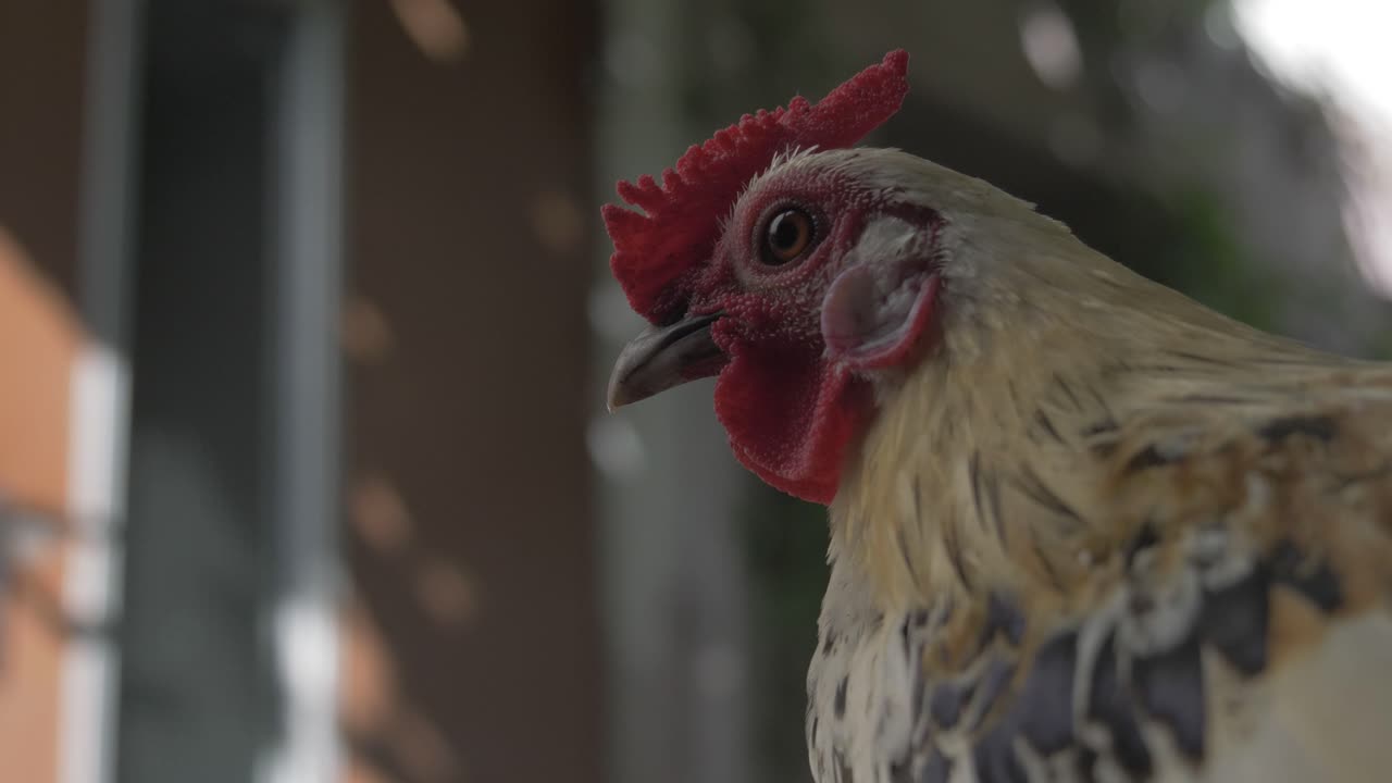 retrato de un gallo joven