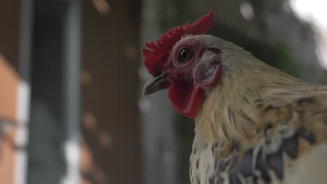 Portrait-of-a-young-Rooster