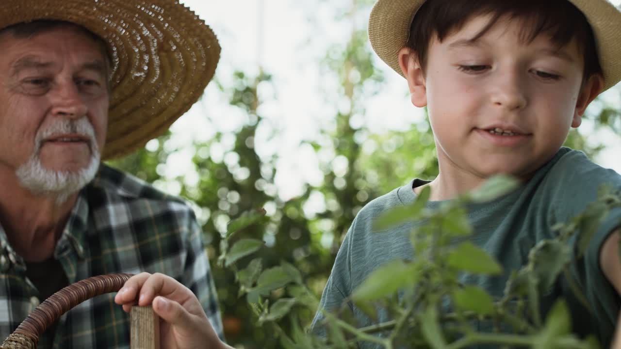 Video of boy collecting tomatoes together with his grandfather