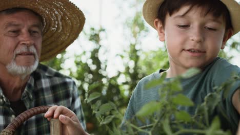 Video-Eines-Jungen,-Der-Zusammen-Mit-Seinem-Großvater-Tomaten-Sammelt