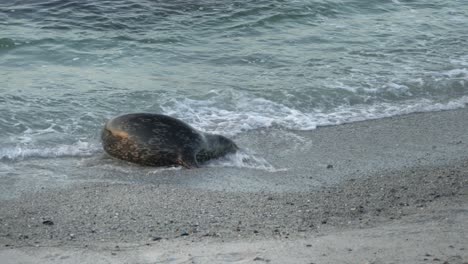 Harbor-seal-digging-its-face-in-the-sand-and-blowing-bubbles