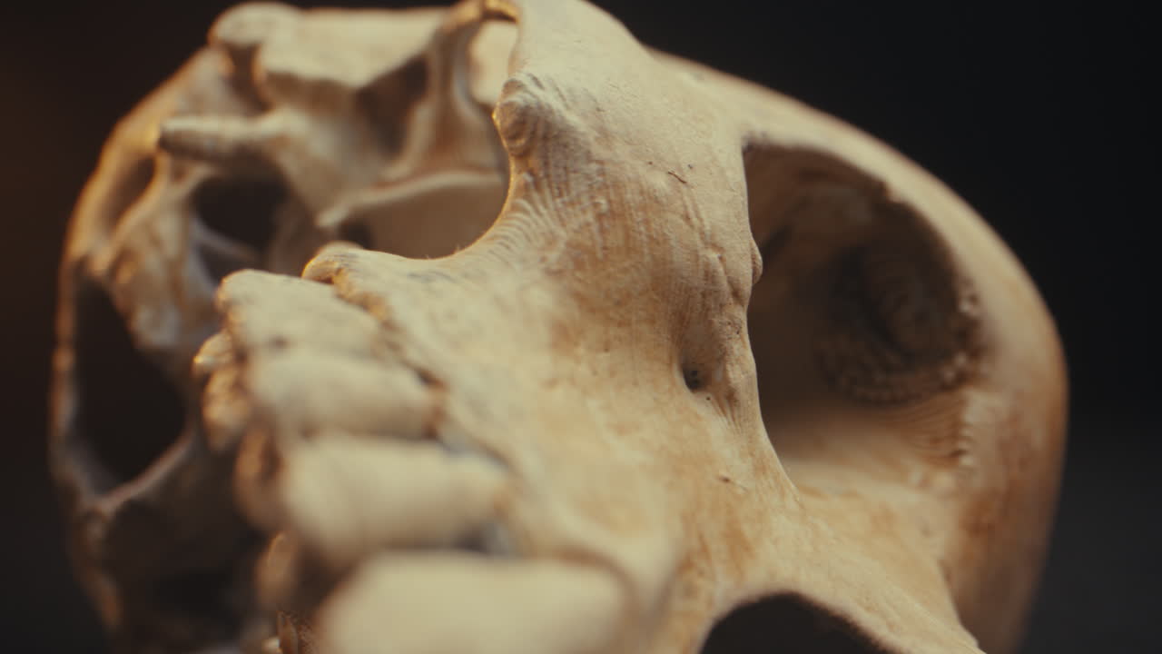 인간 두개골의 클로즈업