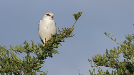 closeup, black-winged kite perches on branch and flies away