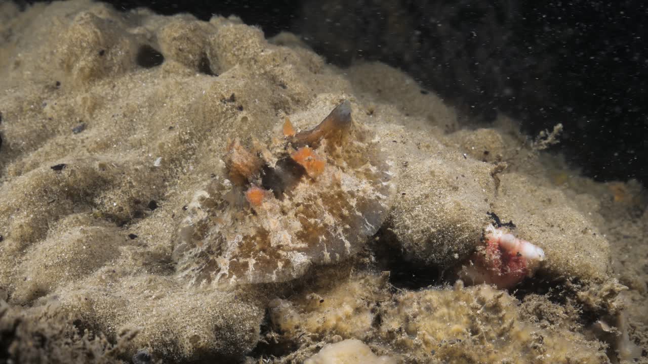 Osservazione scientifica marina della specie di lumaca di mare Velutinidae che ruota lentamente su una spugna corallina soffice
