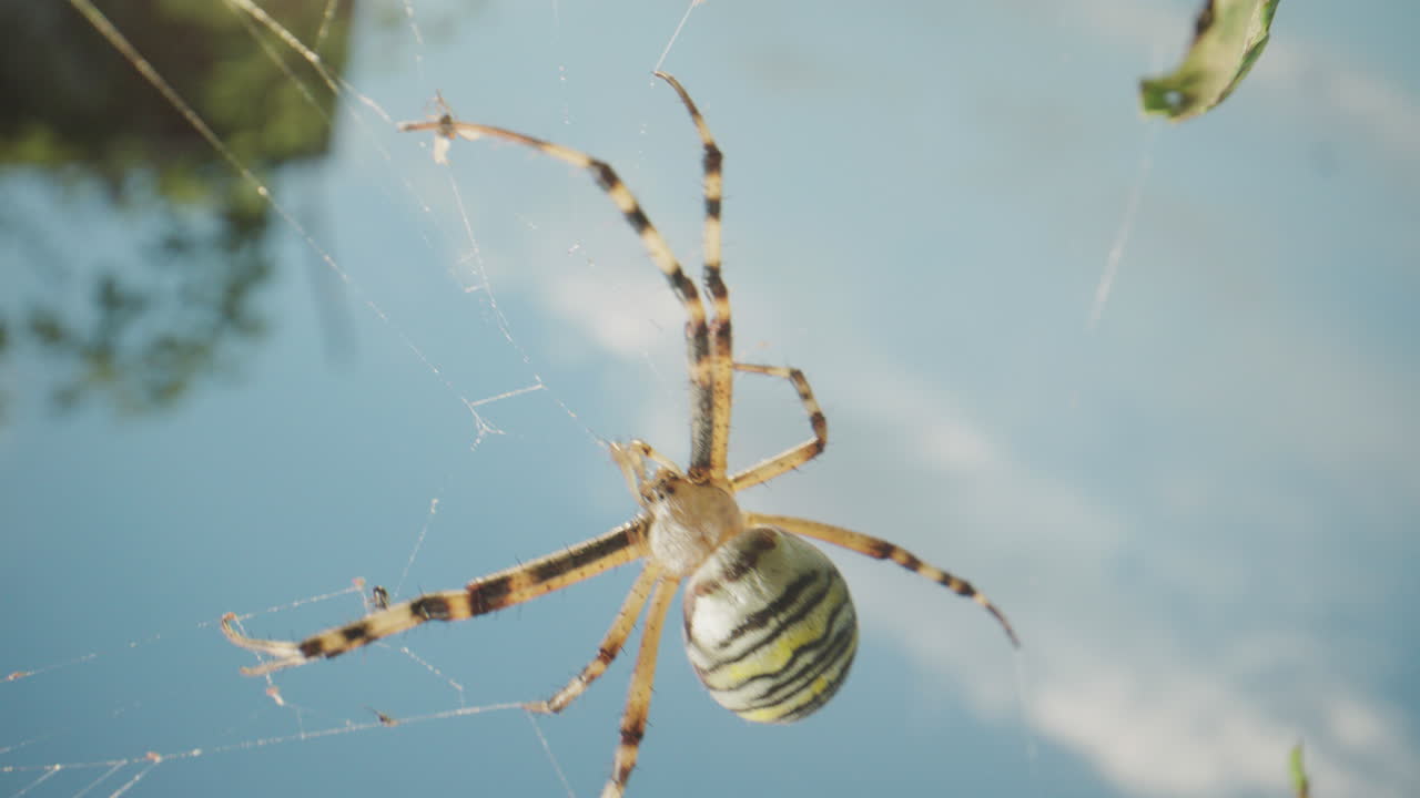 거미 가 그 그물 을 고 있다
