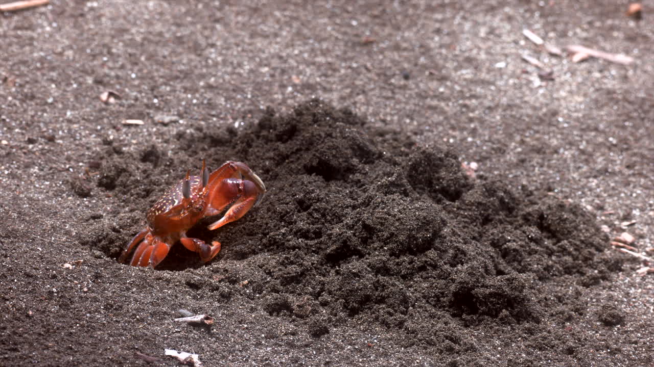 Wild digging Painted Ghost Crab red colorful on tropical rainforest jungle sand beach in hole busy 3