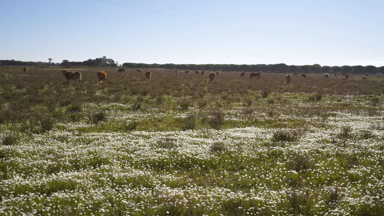 vacas en un campo de flores comiendo hierba, en costa vicentina, portugal