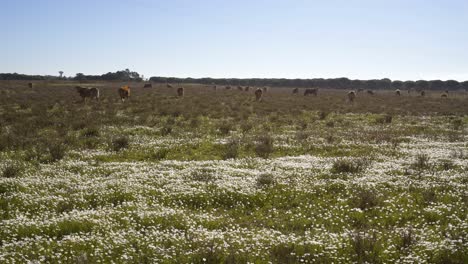 Cows-on-a-flowers-field-eating-grass,-in-Costa-Vicentina,-Portugal