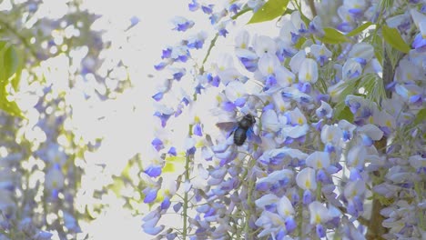 big black carpenter bee flying from flower to flower on a purple wisteria tree on a bright sunny day