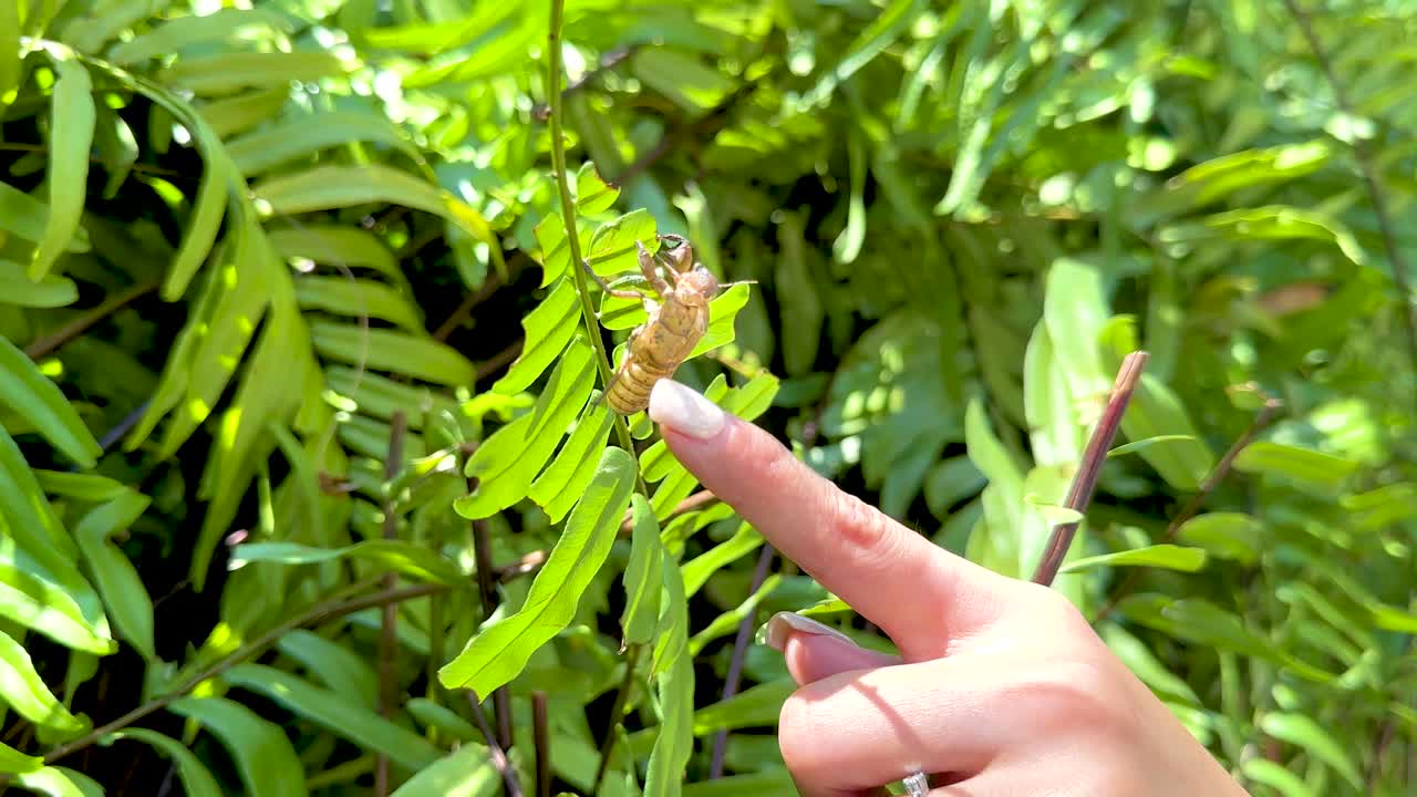 A hand points at a cicada shell on a vibrant green leaf in bright daylight, capturing a moment of nature observation