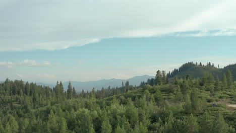 drone footage rising from the base of pine tree to reveal sawtooth mountains in distance