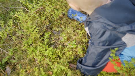 niño explorando las bayas del bosque sentado en el arbusto de arándanos en el suelo