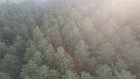 Bosque-A-Vista-De-Pájaro